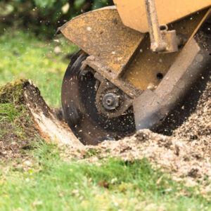 Stump Removal & Grinding