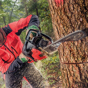 Tree Felling
