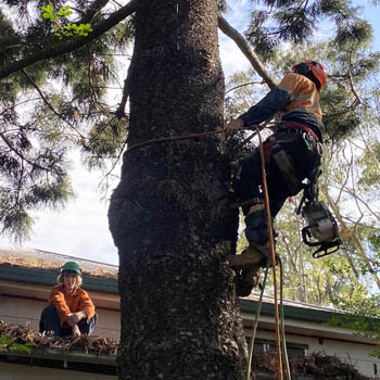 treefelling03