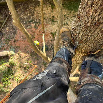 treefelling24